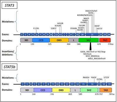 Insights Into Genetic Landscape of Large Granular Lymphocyte Leukemia